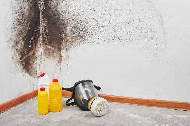 Professional Mold Removal in St Clair Shores, MI