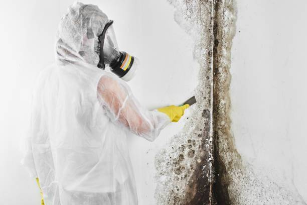 Trusted St Clair Shores, MI Mold Removal Experts