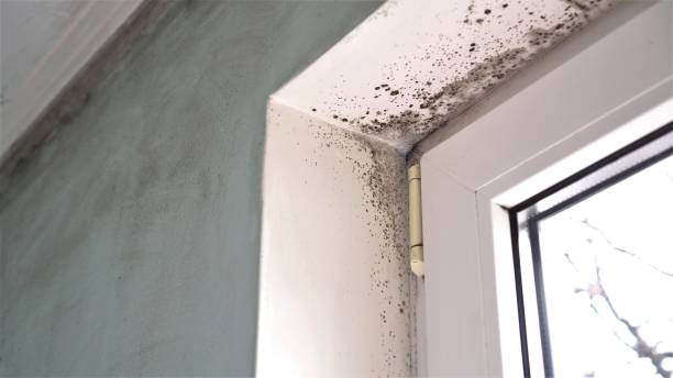 Best Local Mold Removal Service  in St Clair Shores, MI