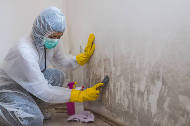 Best Mold Testing  in St Clair Shores, MI