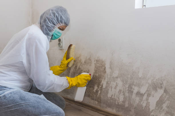 Best Mold Removal Company Near Me  in St Clair Shores, MI