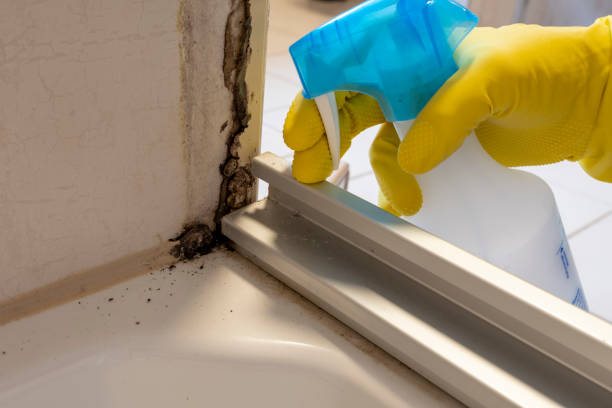 Best Fast Mold Removal  in St Clair Shores, MI