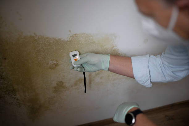 Best Residential Mold Removal  in St Clair Shores, MI