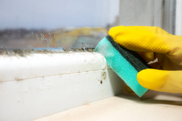 Best Commercial Mold Removal  in St Clair Shores, MI
