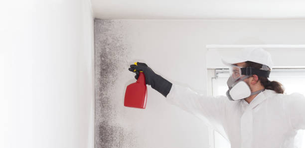 Attic Mold Removal in St Clair Shores, MI