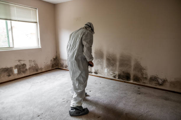 Best Commercial Mold Removal  in St Clair Shores, MI