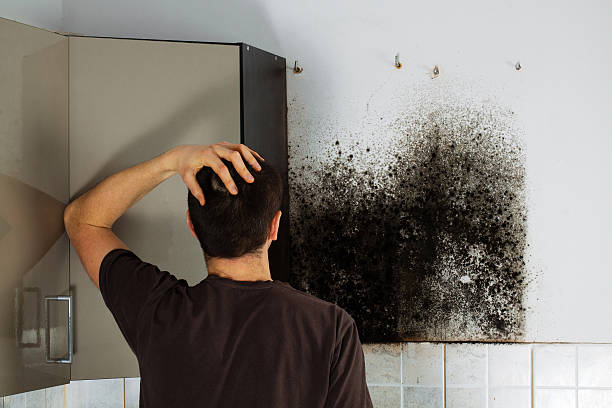 Best Home Mold Removal  in St Clair Shores, MI