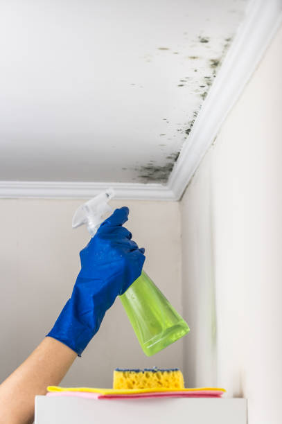 Best Office Mold Removal Services  in St Clair Shores, MI